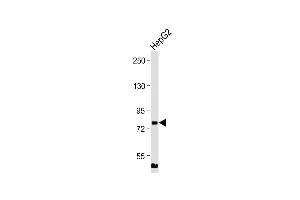 Anti-MLXIPL Antibody (C-term) at 1:2000 dilution + HepG2 whole cell lysate Lysates/proteins at 20 μg per lane. (MLXIPL 抗体  (C-Term))