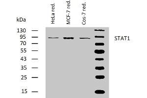 Western blotting analysis of human STAT1 using mouse monoclonal antibody SM2 on lysates of HeLa, MCF-7, and Cos-7 cell lines under reducing conditions.