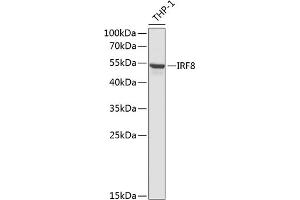 Western blot analysis of extracts of THP-1 cells, using IRF8 antibody (ABIN6128078, ABIN6142537, ABIN6142539 and ABIN6217760) at 1:1000 dilution. (IRF8 抗体  (AA 137-426))