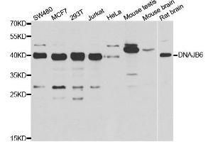 Western blot analysis of extracts of various cell lines, using DNAJB6 antibody. (DNAJB6 抗体)