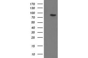 Western Blotting (WB) image for anti-Gephyrin (GPHN) antibody (ABIN1498425) (Gephyrin 抗体)