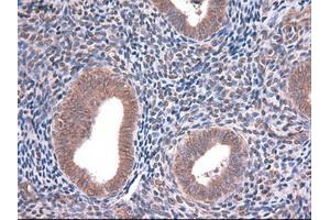 Immunohistochemical staining of paraffin-embedded kidney using anti-EpCAM (ABIN2452541) mouse monoclonal antibody. (EpCAM 抗体  (AA 24-265))