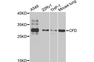 Western blot analysis of extracts of various cell lines, using CFD antibody (ABIN5974492) at 1/1000 dilution. (Adipsin 抗体)