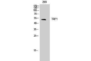 Western Blotting (WB) image for anti-Telomeric Repeat Binding Factor (NIMA-Interacting) 1 (TERF1) (Tyr151) antibody (ABIN3187335) (TRF1 抗体  (Tyr151))