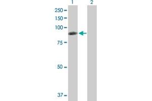 Western Blot analysis of RDX expression in transfected 293T cell line by RDX MaxPab polyclonal antibody. (Radixin 抗体  (AA 1-583))