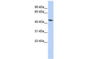 Image no. 1 for anti-Potassium Inwardly-Rectifying Channel, Subfamily J, Member 1 (KCNJ1) (AA 216-265) antibody (ABIN6740423) (KCNJ1 抗体  (AA 216-265))