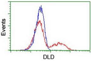 HEK293T cells transfected with either RC200639 overexpress plasmid (Red) or empty vector control plasmid (Blue) were immunostained by anti-DLD antibody (ABIN2454922), and then analyzed by flow cytometry. (DLD 抗体)