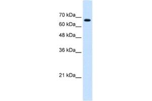 Western Blotting (WB) image for anti-Zinc Finger Protein 564 (ZNF564) antibody (ABIN2461974) (ZNF564 抗体)