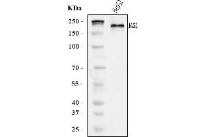 Western blot analysis of Jagged1/JAG1 using anti-Jagged1/JAG1 antibody (ABIN7602727).