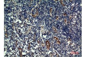 Immunohistochemistry (IHC) analysis of paraffin-embedded Human Tonsilla, antibody was diluted at 1:100. (IL-33 抗体  (Internal Region))