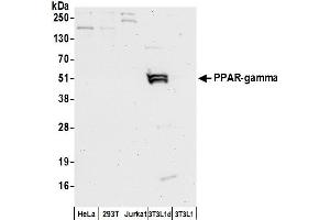 Western Blotting (WB) image for anti-Peroxisome Proliferator-Activated Receptor gamma (PPARG) (AA 50-100) antibody (ABIN7449902)