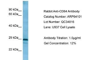WB Suggested Anti-CD84 AntibodyTitration: 1. (CD84 抗体  (C-Term))