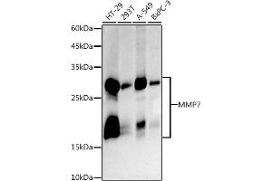 Western blot analysis of extracts of various cell lines, using MMP7 antibody (ABIN7268425 ) at 1:1000 dilution. (MMP7 抗体)