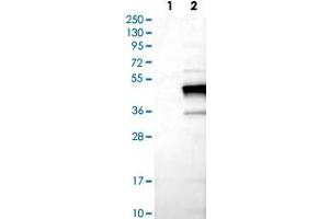 Western Blot analysis of Lane 1: negative control (vector only transfected HEK293T cell lysate) and Lane 2: over-expression lysate (co-expressed with a C-terminal myc-DDK tag in mammalian HEK293T cells) with TNNT2 polyclonal antibody . (Cardiac Troponin T2 抗体)