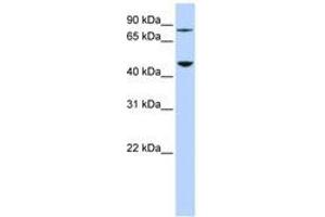 Image no. 1 for anti-Diphthamide Biosynthesis Protein 2 (DPH2) (AA 72-121) antibody (ABIN6741120) (DPH2 抗体  (AA 72-121))
