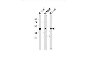 All lanes : Anti-LECT1 Antibody (N-term) at 1:2000 dilution Lane 1: Human heart lysate Lane 2: Mouse heart lysate Lane 3: Rat heart lysate Lysates/proteins at 20 μg per lane. (LECT1 抗体  (N-Term))