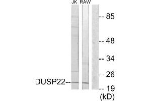 Western blot analysis of extracts from Jurkat cells and RAW264. (DUSP22 抗体  (Internal Region))