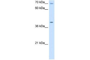WB Suggested Anti-COX15 Antibody Titration:  5. (COX15 抗体  (N-Term))