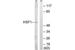 Western blot analysis of extracts from Jurkat cells, using HSF1 (Ab-121) Antibody. (HSF1 抗体  (AA 87-136))
