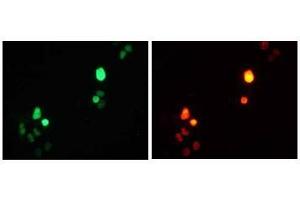 Immunofluorescence (IF) image for anti-Red Fluorescent Protein (RFP) antibody (ABIN1449291) (RFP 抗体)