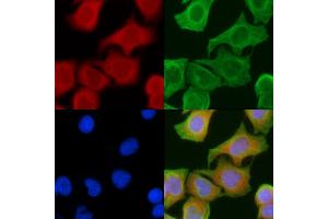 ABIN6258514 and ABIN6274732 staining Hela cells(45 min of heat-shock) by IF/ICC.