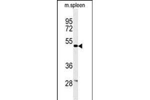 Western blot analysis of CORO6 Antibody (C-term) (ABIN651024 and ABIN2840040) in mouse spleen tissue lysates (35 μg/lane). (Coronin 6 抗体  (C-Term))