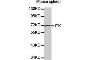 Western Blotting (WB) image for anti-IL2-Inducible T-Cell Kinase (ITK) antibody (ABIN1873325) (ITK 抗体)