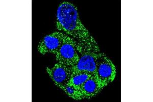 Confocal immunofluorescent analysis of SH2D4B Antibody (C-term) (ABIN655845 and ABIN2845257) with HepG2 cell followed by Alexa Fluor 488-conjugated goat anti-rabbit lgG (green). (SH2D4B 抗体  (C-Term))