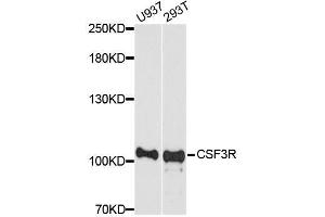 Western blot analysis of extracts of various cell lines, using CSF3R antibody.