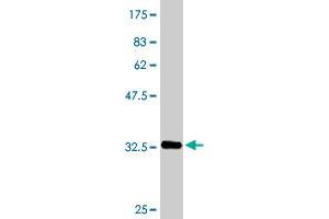 Western Blot detection against Immunogen (33. (SFRS6 抗体  (AA 1-75))