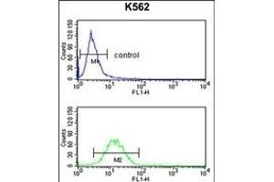 GPR50 Antibody (Center) (ABIN653292 and ABIN2842798) flow cytometry analysis of K562 cells (bottom histogram) compared to a negative control cell (top histogram). (GPR50 抗体  (AA 316-344))
