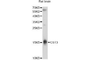 Western blot analysis of extracts of rat brain, using CST3 antibody. (CST3 抗体)