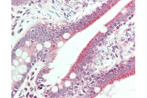 Anti-BMP6 antibody IHC staining of human small intestine. (BMP6 抗体  (HRP))