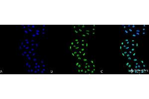 Immunocytochemistry/Immunofluorescence analysis using Mouse Anti-PP5 Monoclonal Antibody, Clone 2E11 . (PP5 抗体  (Alkaline Phosphatase (AP)))