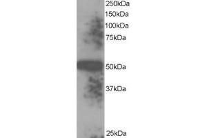 ABIN185279 staining (0. (TXNDC5 抗体  (C-Term))