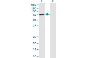 Western Blot analysis of BRF1 expression in transfected 293T cell line by BRF1 MaxPab polyclonal antibody. (BRF1 抗体  (AA 1-473))