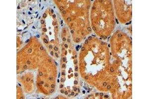 ABIN184970 (4µg/ml) staining of paraffin embedded Human Kidney. (TRIM11 抗体  (C-Term))
