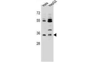 AKR1C3 Antibody (Center) western blot analysis in Hela,HepG2 cell line lysates (35ug/lane).