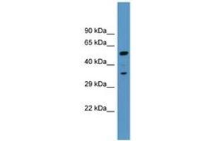 Image no. 1 for anti-Myristoylated Alanine-Rich Protein Kinase C Substrate (MARCKS) (AA 256-305) antibody (ABIN6746804) (MARCKS 抗体  (AA 256-305))