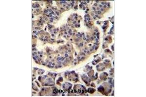 TRIM72 Antibody (C-term) (ABIN655919 and ABIN2845318) immunohistochemistry analysis in formalin fixed and paraffin embedded human pancreas tissue followed by peroxidase conjugation of the secondary antibody and DAB staining. (TRIM72 抗体  (C-Term))