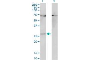 Western Blot analysis of HOXB7 expression in transfected 293T cell line by HOXB7 monoclonal antibody (M05), clone 3F3. (HOXB7 抗体  (AA 55-120))