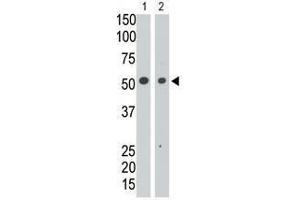 Image no. 1 for anti-Sialic Acid Binding Ig-Like Lectin 7 (SIGLEC7) (N-Term) antibody (ABIN357158) (SIGLEC7 抗体  (N-Term))
