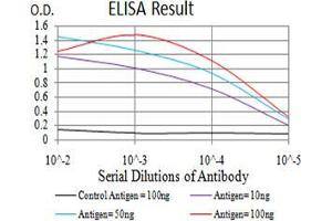 Black line: Control Antigen (100 ng),Purple line: Antigen (10 ng), Blue line: Antigen (50 ng), Red line:Antigen (100 ng) (Cyclin D1 抗体  (AA 167-295))