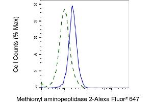 Validation of Methionyl aminopeptidase 2 knockdown using flow cytometry. (Recombinant METAP2 抗体)