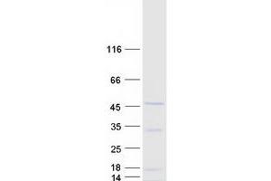 Western Blotting (WB) image for ADP-Ribosylation Factor-Like 13B (ARL13B) (Transcript Variant 2) protein (Myc-DYKDDDDK Tag) (ABIN2714904)