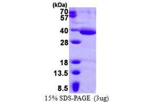 Image no. 1 for 3-hydroxyanthranilate 3,4-Dioxygenase (HAAO) (AA 1-286) protein (His tag) (ABIN1098290)