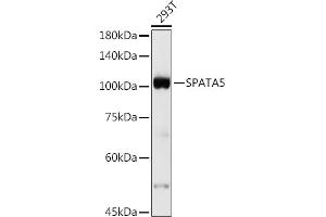 Western blot analysis of extracts of 293T cells, using SP antibody (ABIN7270524) at 1:500 dilution. (SPATA5 抗体)