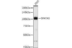 Western blot analysis of extracts of 293T cells, using SP antibody (ABIN7270524) at 1:500 dilution.