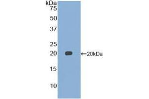 Western blot analysis of recombinant Mouse GDF15. (GDF15 抗体  (AA 193-296))