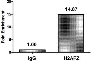 Chromatin Immunoprecipitation Hela (4*10 6 ) were treated with Micrococcal Nuclease, sonicated, and immunoprecipitated with 5 μg anti-H2AFZ (ABIN7139600) or a control normal rabbit IgG. (H2AFZ 抗体  (meLys4))